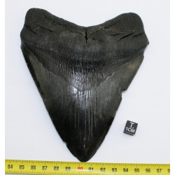 Dent fossile de requin...