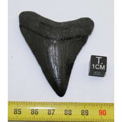 Dent  fossile de requin...