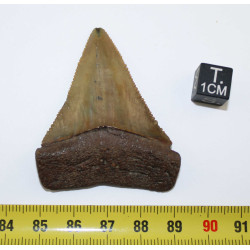 Dent fossile de requin Carcharodon Carcharias dans une boite  ( USA - 168 )