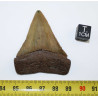 Dent fossile de requin Carcharodon Carcharias dans une boite  ( USA - 168 )