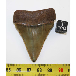 Dent fossile de requin Carcharodon Carcharias dans une boite  ( USA - 168 )