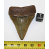 Dent fossile de requin Carcharodon Carcharias dans une boite  ( USA - 168 )