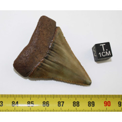 Dent fossile de requin Carcharodon Carcharias dans une boite  ( USA - 168 )