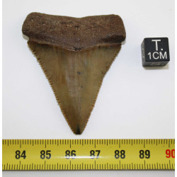 Dent fossile de requin Carcharodon Carcharias dans une boite  ( USA - 168 )