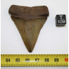 Dent fossile de requin Carcharodon Carcharias dans une boite  ( USA - 168 )