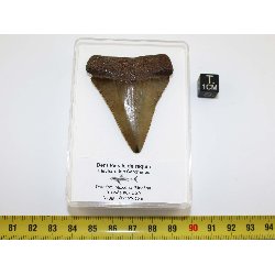 Dent fossile de requin Carcharodon Carcharias dans une boite  ( USA - 168 )
