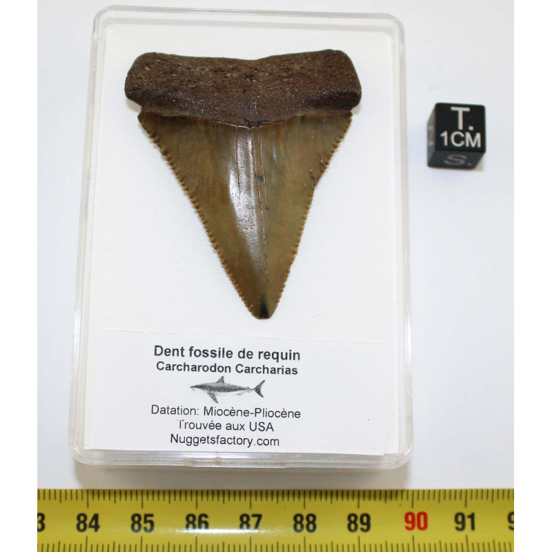 Dent fossile de requin Carcharodon Carcharias dans une boite ( USA - 168 ) Dent fossile de requin Carcharodon Carcharias dans une boite ( USA - 168 )