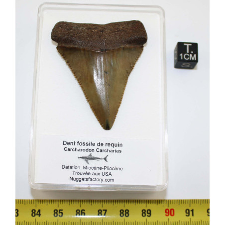 Dent fossile de requin Carcharodon Carcharias dans une boite  ( USA - 168 )