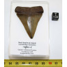 Dent fossile de requin Carcharodon Carcharias dans une boite  ( USA - 168 )