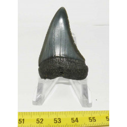 Dent de requin Carcharodon...