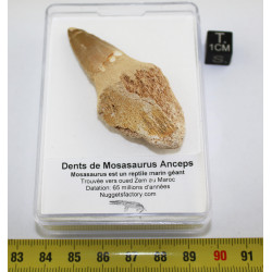 Dent de Mosasaurus Anceps...