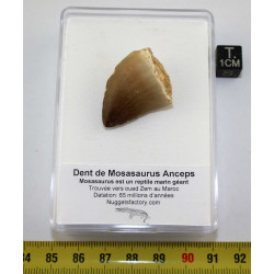 Dent de Mosasaurus Anceps...