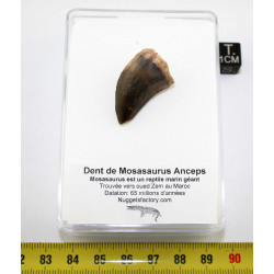 Dent de Mosasaurus anceps...