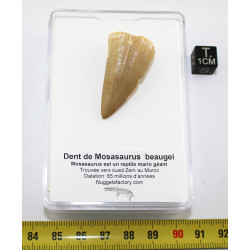 Dent de Mosasaurus beaugei...