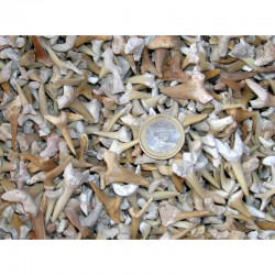 1/2 kilo de dents de requins fossiles ( Maroc - 003 G )