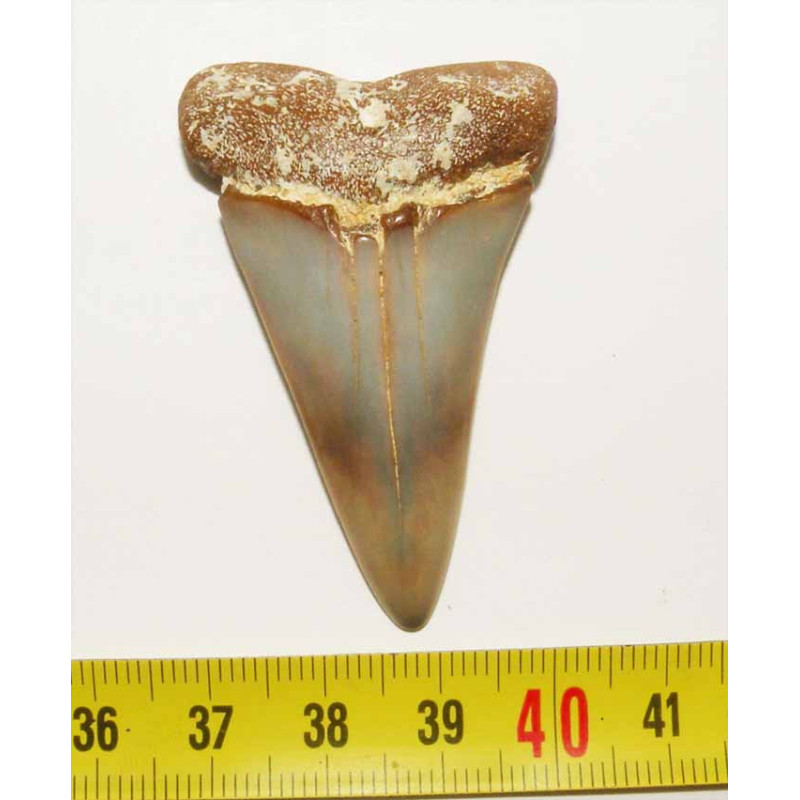 Dent fossile de requin Isurus hastalis ( Faluns - 5.2 centimètres - 005 )