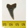 Dent fossile de requin Isurus Escheri ( Pays Bas - 2.6 centimètres - 004 )