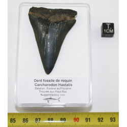 Dent fossile de requin...