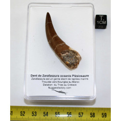 Dent fossile de Zarafasaura...