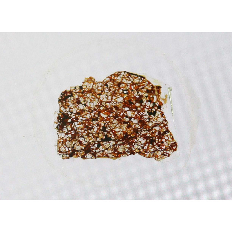 Lame mince de météorite NWA 5920 - achondrite brachinite (NWA - 006*) Lame mince de météorite NWA 5920 - achondrite brachinite (NWA - 006*)