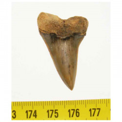 dent de requin Isurus hastalis ( 4.1 cms - 010 )