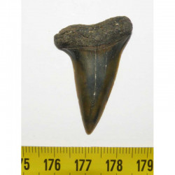 dent de requin Isurus hastalis ( Pays Bas - 4.0 cms - 004 )
