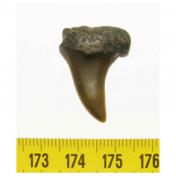 dent de requin Isurus Escheri ( Pays Bas - 2.7 cms - 003 )