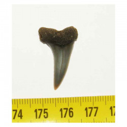 dent de requin Isurus Escheri ( Pays Bas - 2.6 cms - 004 )