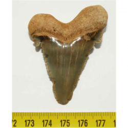 dent de requin Carcharocles auriculatus  ( 5.9 cms - 003 )