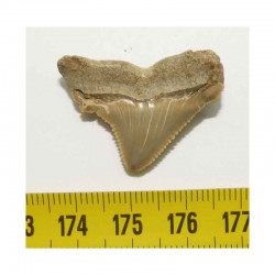 dent de requin Carcharocles auriculatus  ( 2.6 cms - 004 )