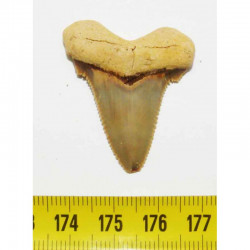 dent de requin Carcharocles auriculatus  ( 3.3 cms - 008 )