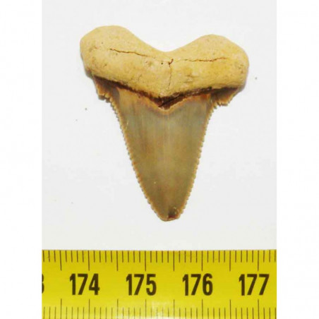 dent de requin Carcharocles auriculatus  ( 3.3 cms - 008 )