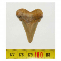 dent de requin Carcharocles auriculatus  ( 3.9 cms - 006 )