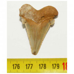 dent de requin Carcharocles auriculatus  ( 3.9 cms - 006 )