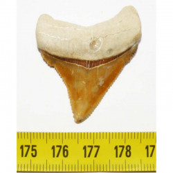 dent de requin Carcharocles chubutensis ( 4.3 cms - 006 )