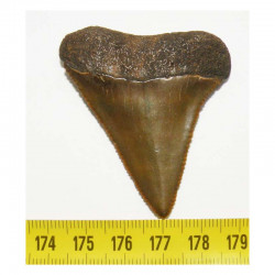 dent de requin Carcharodon carcharias  ( 5.4 cm - 006 CR )
