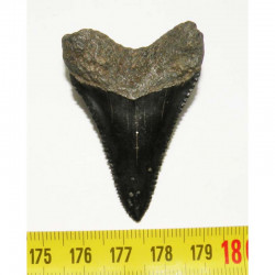 dent de requin Carcharodon carcharias  ( 5.1 cm - 005 )