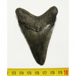 dent de requin Carcharodon megalodon ( 8.0 cms - 004 )