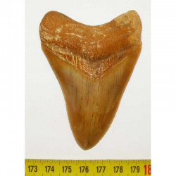 dent de requin Carcharodon megalodon ( Maroc - 8.8 cms - 007)