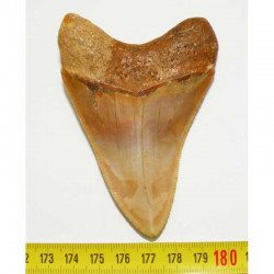 dent de requin Carcharodon megalodon ( Maroc - 8.8 cms - 007)