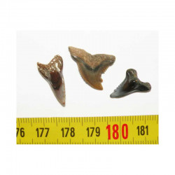 lot de 3 dents fossiles de Hemipristis serra ( Faluns - 010 )
