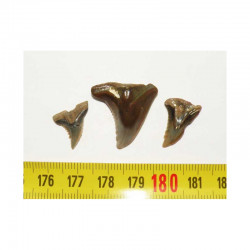 lot de 3 dents fossiles de Hemipristis serra ( Faluns - 011 )