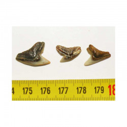 lot de 3 dents fossiles de Galeocerdo Aduncus( Faluns - 008 )