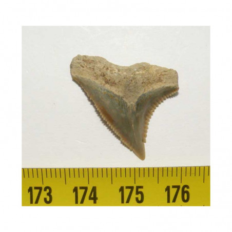 1 dent de requin Snaggletooth Hemipristis ( USA - 005 )
