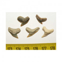 5 dents de requin Galeocerdo Cuvier ( USA - 003 )