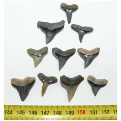 10 dents de requin Negaprion brevirostris  ( 003 )