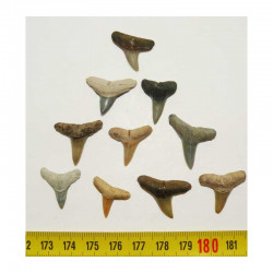 10 dents de requin Negaprion brevirostris  ( 004 )