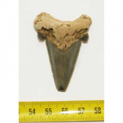 dent de requin Carcharocles auriculatus  ( 5.0 cms - 007 )