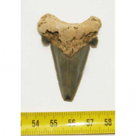 dent de requin Carcharocles auriculatus  ( 5.0 cms - 007 )