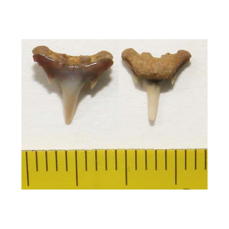 1 dent de requin Synechodus lerichei  ( 003 )